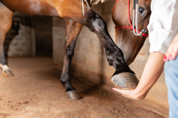 istock Veterinarian examining horse leg 1347902157