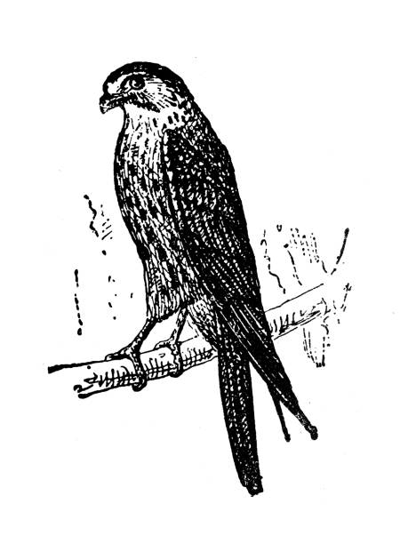 Antique illustration: merlin (Falco columbarius) Antique illustration: merlin (Falco columbarius) falco columbarius stock illustrations
