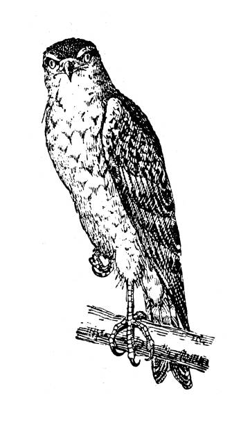 ilustrações, clipart, desenhos animados e ícones de ilustração antiga: gavião-pardal (accipiter nisus) - retro revival old fashioned animal sparrowhawk