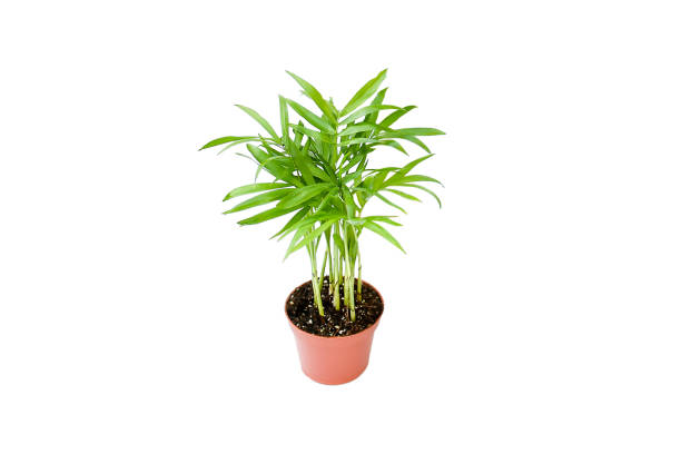 Small plant palm tree Howea Kentia growing in brown pot with green leave isolated on white background, indoor palm for decorative in house. stock photo