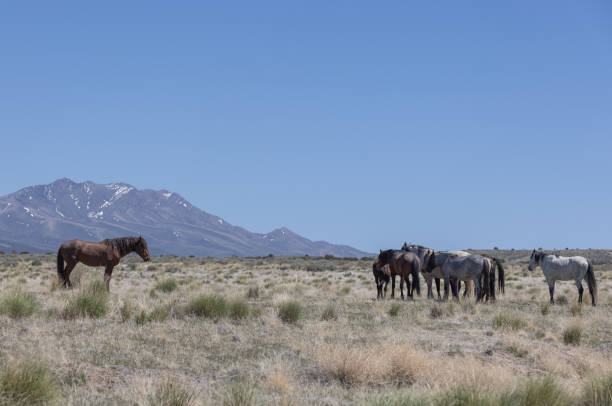 istock Wild Horses in the Utah Desert 1347905980