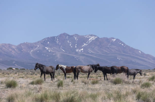istock Wild Horses in the Utah Desert 1347906019