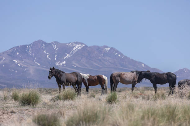 istock Wild Horses in the Utah Desert 1347906211