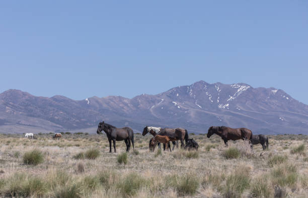 istock Wild Horses in the Utah Desert 1347906213