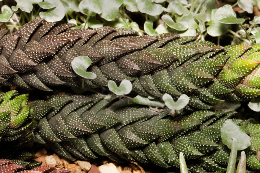 Haworthia Cactus, reinwardtii, a perfect specimen