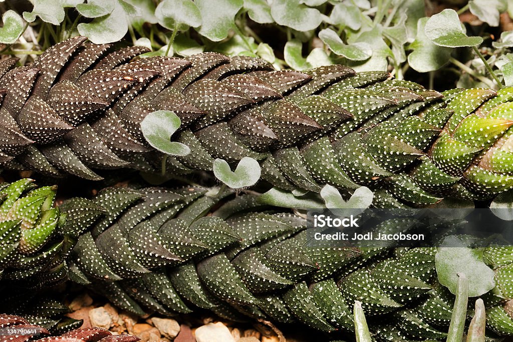 Haworthia Cactus, reinwardtii Haworthia Cactus, reinwardtii, a perfect specimen Africa Stock Photo
