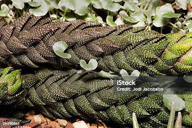 Haworthia Cactus Reinwardtii Stock Photo - Download Image Now - Africa, Aloe, Arid Climate