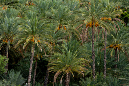 Fruitful palm trees in the Sultanate of Oman, farms for the production of dates, the harvest season of dates in the Sultanate of Oman, agricultural areas for palms