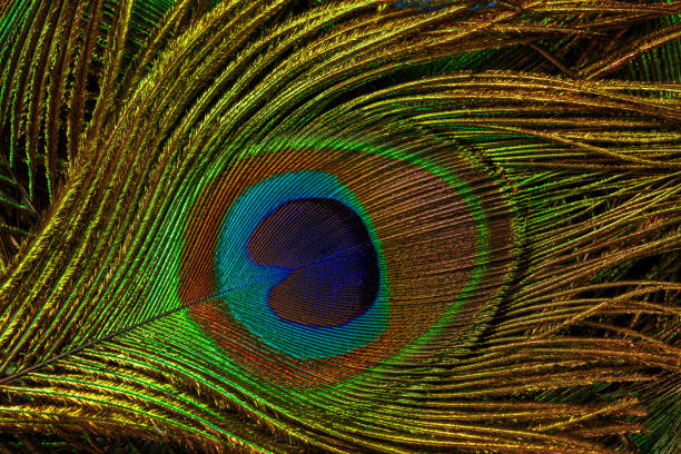 istock macro peacock feathers,Peacock feather,Beautiful exotic peacock feather on white background with copy space. 1347909066