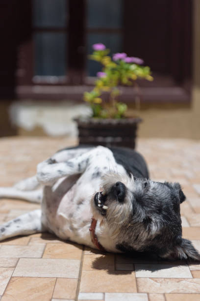 istock Dog in a Sunny Day 1347909217