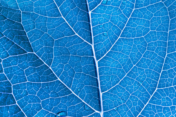 blue macro leaf texture,abstract blue leaf macro background,Leaf ribs and veins