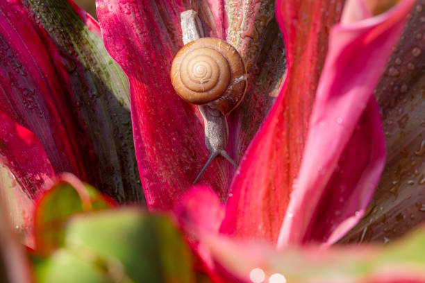 pequeño caracol marrón en la hoja verde, caracol arrastrándose en la hoja, gotas abstractas de agua en la hoja de la flor, áfrica, tailandia, animal, concha animal, vida silvestre animal - snail environmental conservation garden snail mollusk fotografías e imágenes de stock