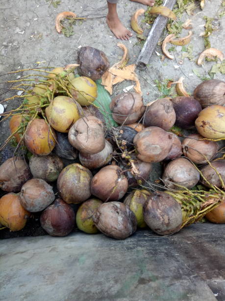 istock Red and Green young coconut fruit 1347909746