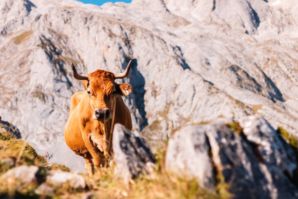 istock Cow in the mountain 1347910751