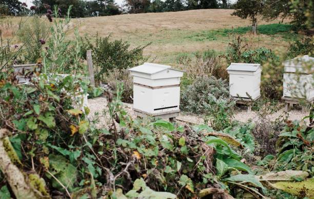 istock bees working in a bee hive in a private garden 1347910993