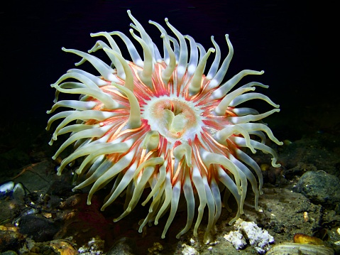 Closeup macro white and red Sea anemone from Oslo fjord Norwegian sea in blackwater
