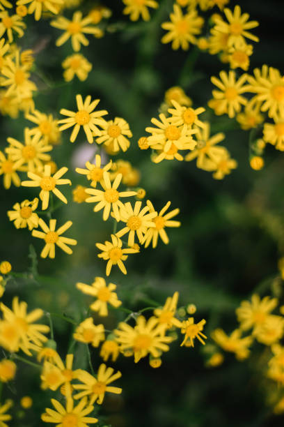 istock Little yellow  flowers background sunset 1347911992