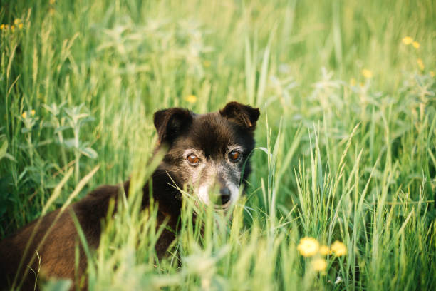 Resting dog on grass in flowers field in Bristol, England, United Kingdom