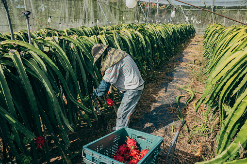 Asian farmers in dragon fruit plantations, farmers picking produce