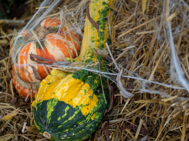 istock Multi colored pumpkins on a straw. Halloween 1347913534