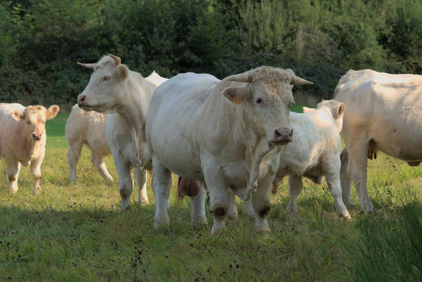 istock Charolais white bull in his meadow 1347913698