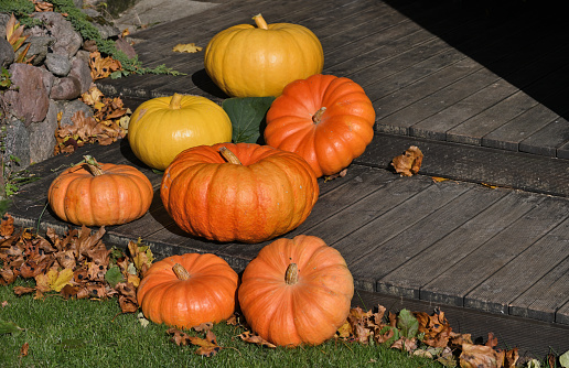Orange pumpkins in garden or on fair. Autumn harvest time.