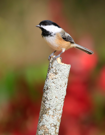 Black-capped Chickadee sitting on a branch with colorful background, Quebec, Canada
