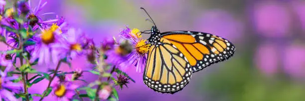 Photo of Monarch butterfly on purple aster flower in summer floral background. Female monarch butterflies in autumn blooming asters landscape panoramic banner