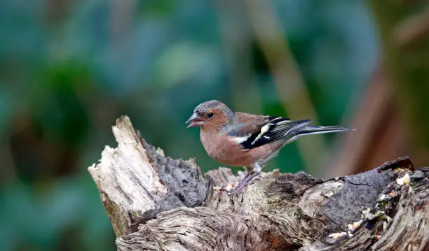 Male chaffinch foraging for food in the woods