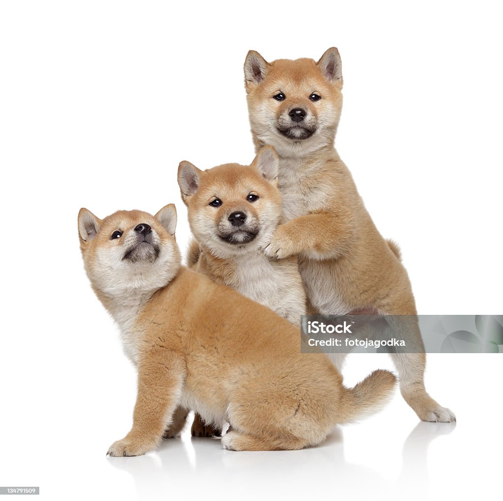 Three Shiba inu puppies Three Shiba-inu puppies on a white background Akita - Dog Stock Photo