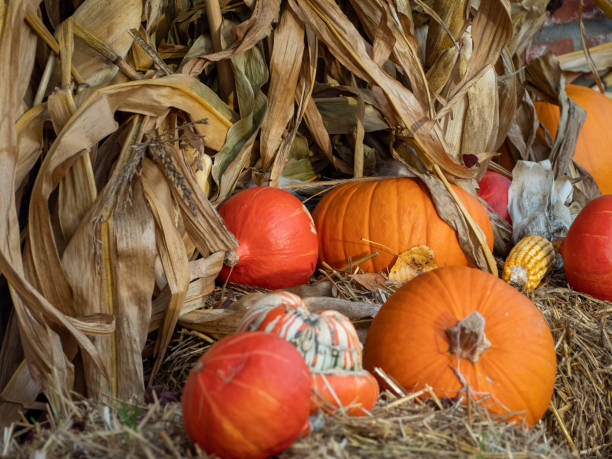 istock Multi colored pumpkins on a straw. Halloween 1347915417
