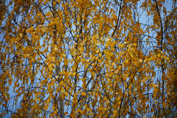 istock ranches and leaves of birch in October 1347915649