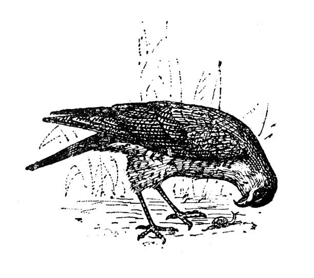 ilustrações, clipart, desenhos animados e ícones de ilustração antiga: sparrowhawk - retro revival old fashioned animal sparrowhawk