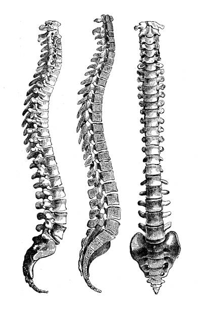 antyczna ilustracja: kręgosłup - human vertebra obrazy stock illustrations