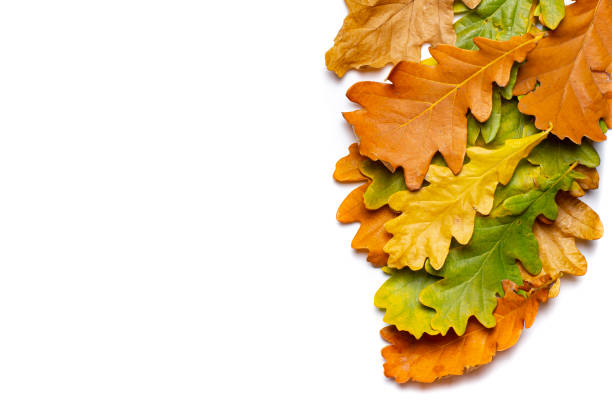 istock Colored autumn leaves on white as a frame, top view, place for text, copy space. 1347916399