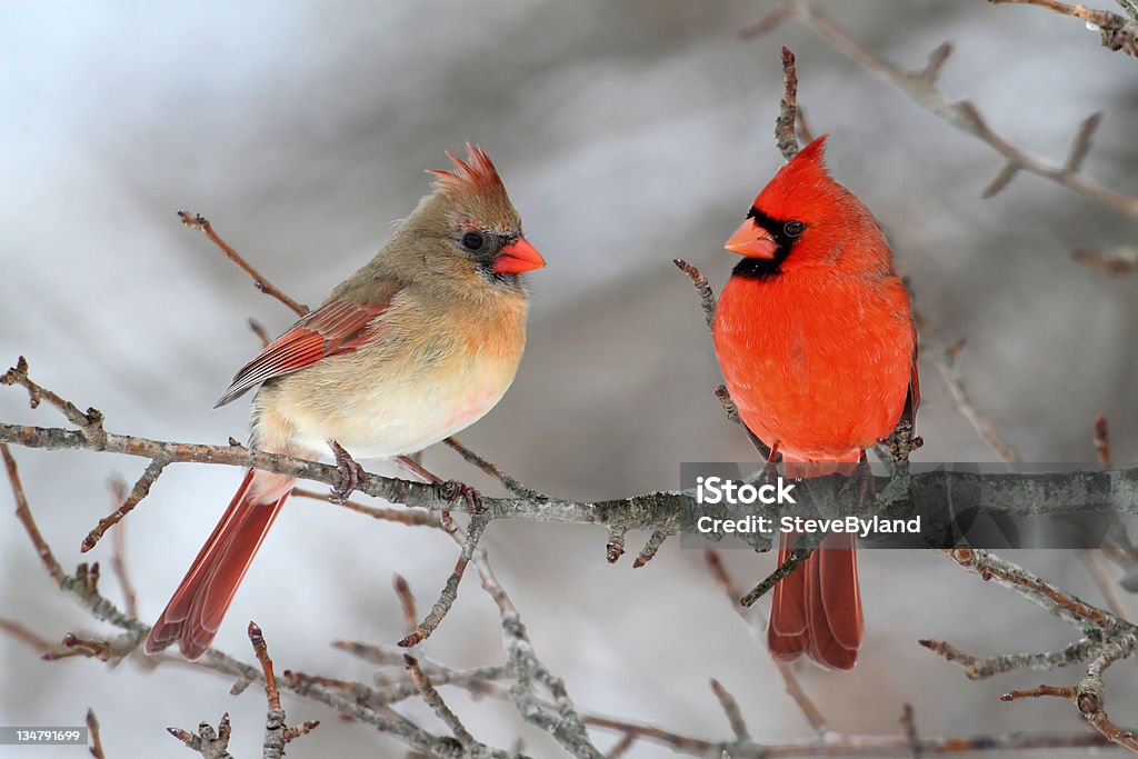 Cardinals en la nieve - Foto de stock de Pájaro cardenal libre de derechos