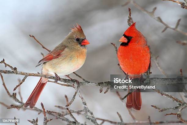 Cardinals En La Nieve Foto de stock y más banco de imágenes de Pájaro cardenal - Pájaro cardenal, Cardenal norteño, Nieve