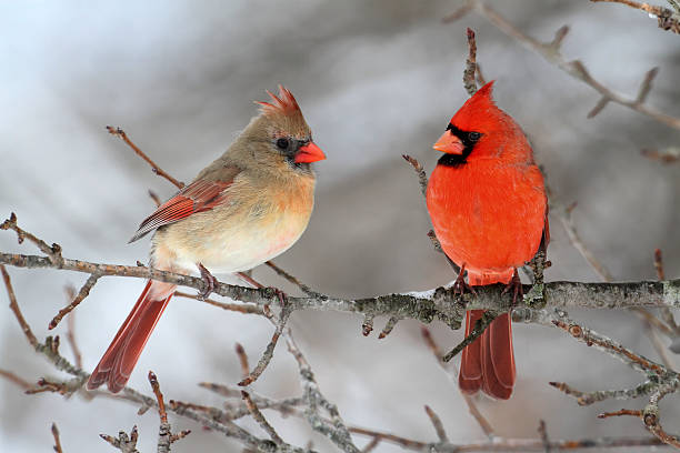 istock Cardinals In Snow 134791699