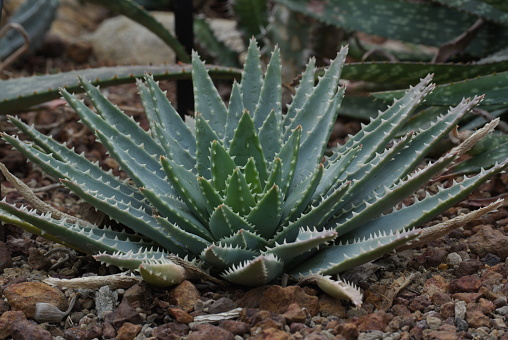 Blue Aloe or Aloe Brevifolia, the short-leaved aloe with nice blue-green leaves. It is evergreen succulent perennial, native to Western Cape, South Africa. It is threatened in its natural habitat but popular as ornamental plant worldwide.