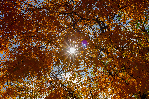 Forest landscape with autumn colors.  Yellow and green leaves