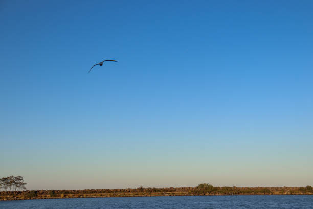 istock seagull flying in the sky 1347917280
