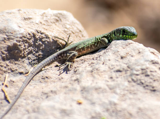 istock Juvenile Timon Pater (North African Ocellated Lizard) perching on a rock 1347917309