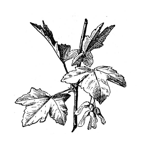 Antique illustration: maple Antique illustration: maple Japanese Maple stock illustrations