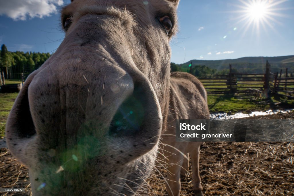 Little Donkey In A Barn Yard Curiously Looking Directly At The Camera Donkey Stock Photo