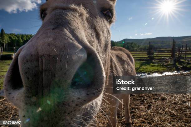 Little Donkey In A Barn Yard Curiously Looking Directly At The Camera Stock Photo - Download Image Now