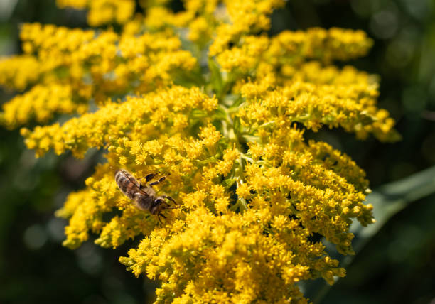 istock Yellow goldenrod flowers. 1347918882