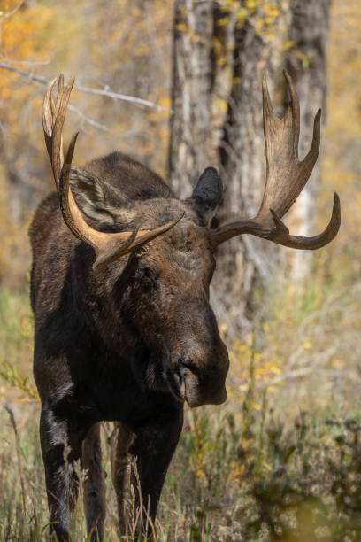 istock Bull Shiras Moose in the Fall Rut in Wyoming 1347919670