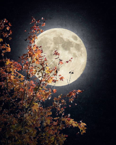 Full Moon above Autumn Leaves - Atmospheric Mood - Night.  Elements of this image furnished by NASA. - Source:  Supermoon - 201408100002HQ_orig URL: https://www.nasa.gov/sites/default/files/201408100002hq.jpg