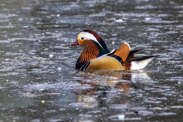 ドイツ・ミュンヘンの湖でマンダリンアヒル、エクス・ガリチュラータ - duck pond mandarin red ストックフォトと画像