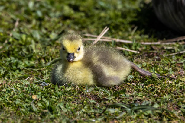 istock Beautiful yellow fluffy Canada Goose baby gosling in spring, Branta canadensis 1347921254
